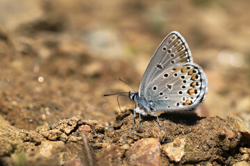 Fototapeta na wymiar Anatolian Brown Eye butterfly (Plebejus modicus)