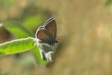 Many-eyed Beautiful Blue (Polyommatus bellis)