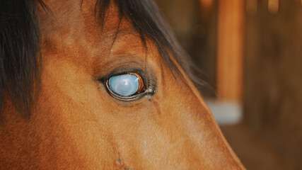 Close-up view of a dark brown Blind horse with a black mane. Dark bay horse. Injured blind horse in...