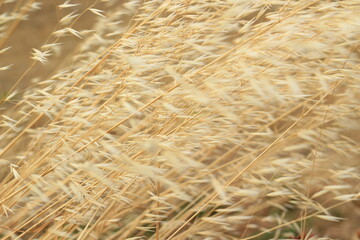 Intensive yellow straws background.