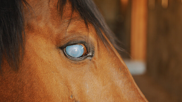 Close-up view of a dark brown Blind horse with a black mane. Dark bay horse. Injured blind horse in the stable. Horse riding competitions.