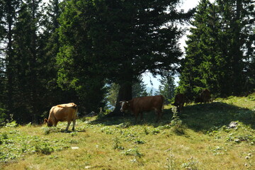 Obraz premium Cows in the high mountain pasture.