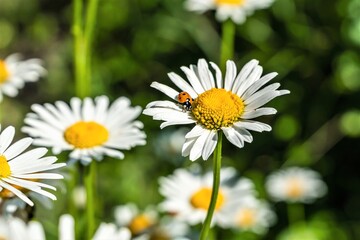 Ladybug on a white chamomile flower as a natural background.