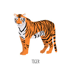 The tiger is a wild cat. Title. Vector flat illustration of animal isolated on white background.