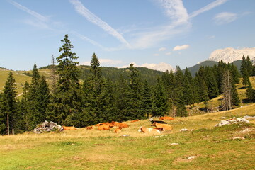 Cows and calf on the high mountain pasture grazing grass.