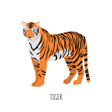 The tiger is a wild cat. Title. Vector flat illustration of animal isolated on white background.