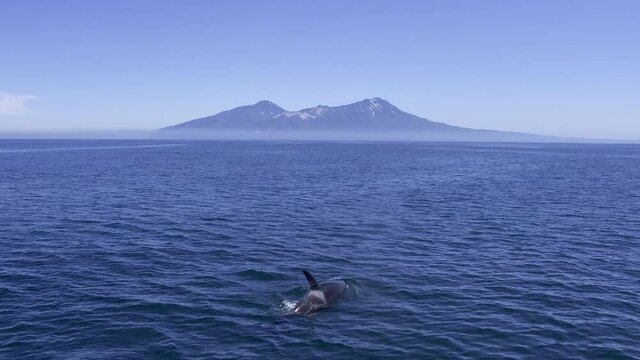 Big orca swimming in dark Pacific waters. Giant mammal on surface of oceanic water with beautiful mountains on background. Orca whale in it's natural habitat. Gigantic orca showing on ocean surface.