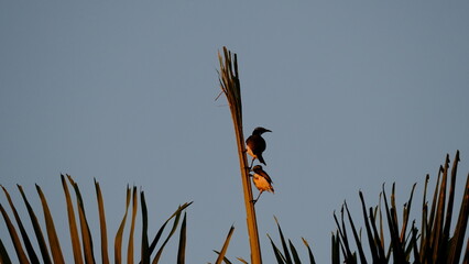 Australia Birds