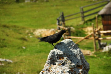 Blackbird on a rock in the mountains.