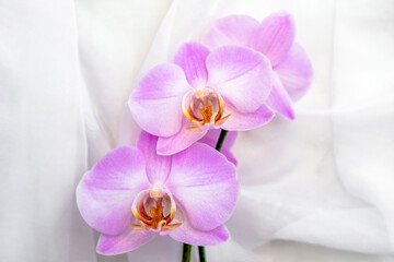 Obraz premium The branch of purple orchids on white fabric background 