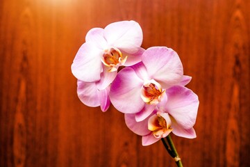 A branch of purple orchids on a brown wooden background
