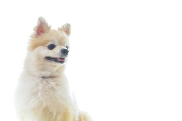 可愛い室内犬