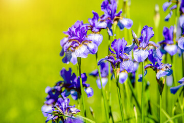 Blue irises bloom in the botanical garden
