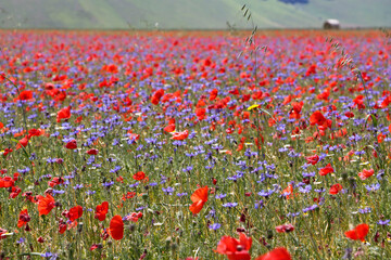 Fioritura Castelluccio di Norcia