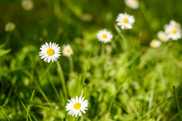 Common white daisy growing flowers on grass. Bellis perennis © molenira