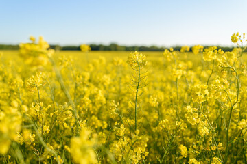 Obraz premium Field of yellow blossoming rapeseed at summer sunny evening in Estonia