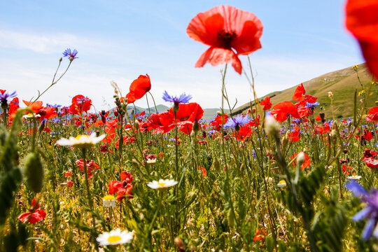 Fioritura Castelluccio di Norcia
