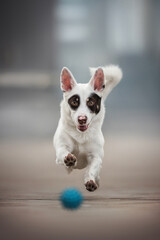 Black and white male mixed breed dog running after a blue ball on the cityscape background. Paws in the air. The mouth is open. Crazy dog