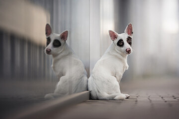Black and white male mixed breed dog reflected in the glass wall against the background of the cityscape