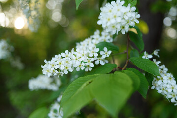 Bird cherry white flowers growing on tree at sunset