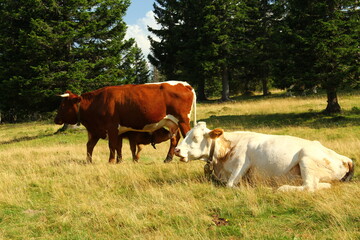 Cows grazing grass on high meadow pastures in mountains.