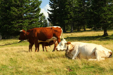 Fototapeta na wymiar Cows grazing grass on high meadow pastures in mountains.