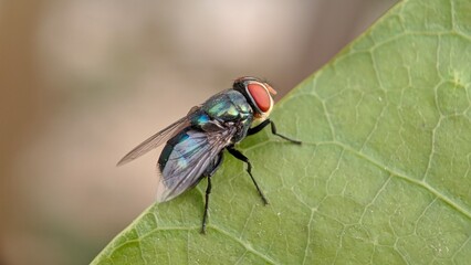 eyed fly on a leaf with selective focus
