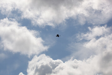 Un héron cendré, Ardea cinerea, en vol se détache en ombres chinoises sur le ciel bleu. Les pattes et le bec sont visibles.