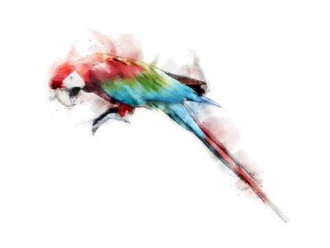 Colorful watercolor drawing Macaw bird background.
