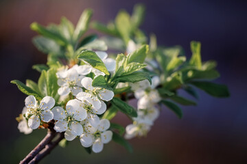 Beautiful white apple tree blossom in spring