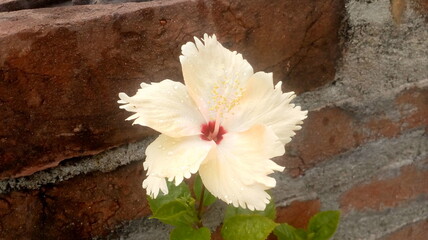 Yellow hibiscus flower