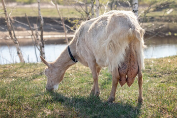 Big and full of milk goat udder