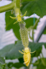 cucumbers in the greenhouse