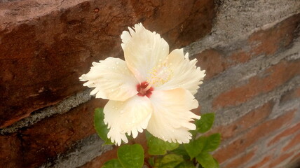 flowers on wooden background