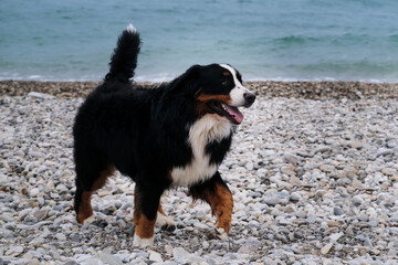 Trademark smile of the Mountain Dog. Bernese Mountain Dog walks merrily along pebble beach and enjoys life. Active and energetic walk with dog in fresh air by pond. Front view.