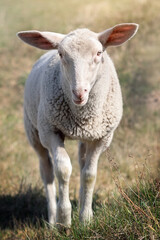 Portrait of a white young sheep in the meadow