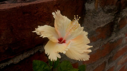 Hibiscus flower