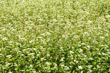 Blossom of buckwheat in full blossoming during summer. Ripe will be harvested in October.