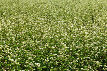Blossom of buckwheat in full blossoming during summer. Ripe will be harvested in October.