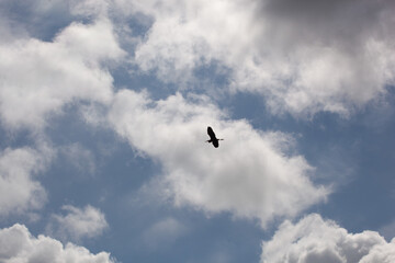 Un héron cendré, Ardea cinerea, en vol dans le ciel se détache sur les nuages.