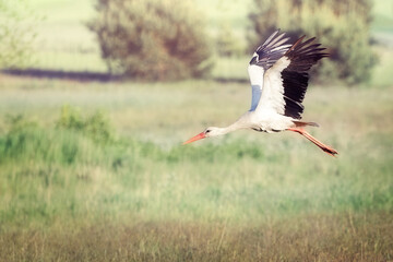 A white Lithuanian stork rising to flight
