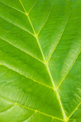 Naklejka na ściany i meble Close-up photo of large golden teak leaf pattern texture background.