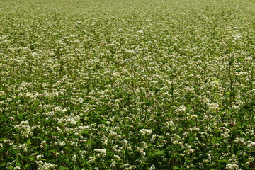 Blossom of buckwheat in full blossoming during summer. Ripe will be harvested in October.