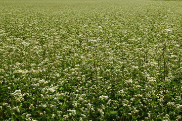 Blossom of buckwheat in full blossoming during summer. Ripe will be harvested in October.
