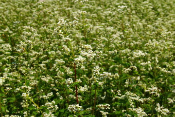 Fototapeta na wymiar Blossom of buckwheat in full blossoming during summer. Ripe will be harvested in October.