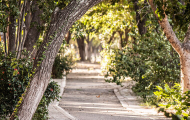 Camino
