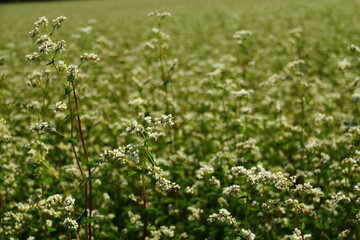 Blossom of buckwheat in full blossoming during summer. Ripe will be harvested in October.