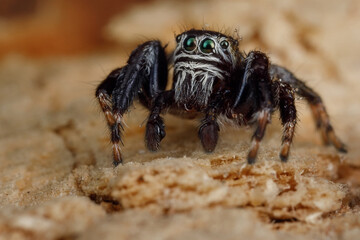 Spectacular jumping spider sits on a tree peel
