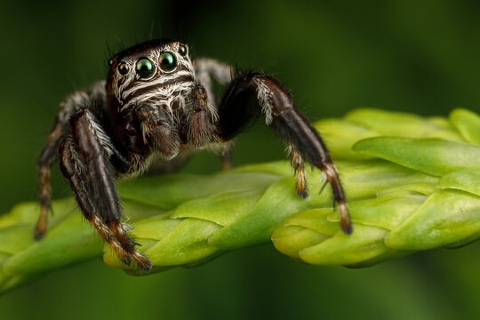 Hairy, black jumping spider sits on a thuja twig