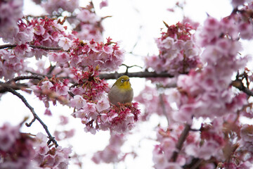 桜にメジロ